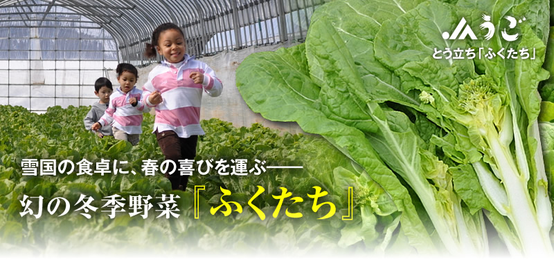 幻の冬季野菜「ふくたち」