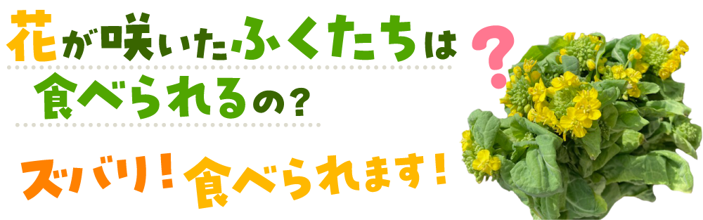 花が咲いたふくたちは食べられるの？